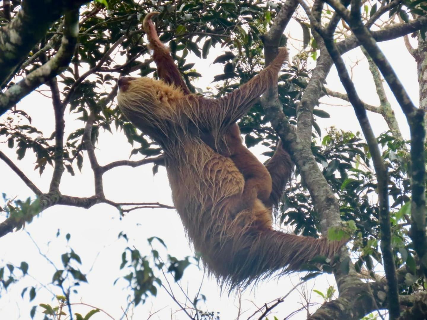 Monteverde Magic Mountain Bagian luar foto